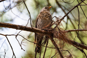 Fieldfare on a branch of a pine