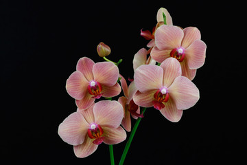 Fototapeta na wymiar Multicolor orchid flowers