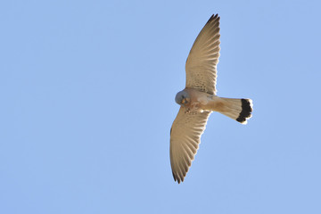 Lesser kestrel (Falco naumanni), Crete