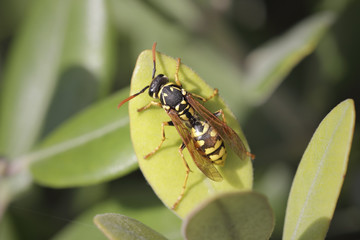 European wasp macro