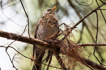 Obraz premium Fieldfare on a branch of a pine