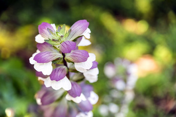 Purple Flower Batum Botanical Garden in Georgia