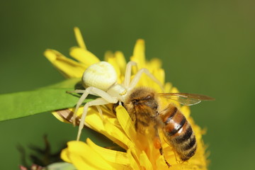 Spider with its prey, a bee