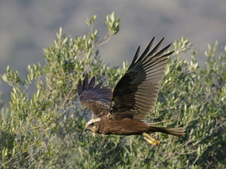 Marsh Harrier (Circus aeroginosus), Crete