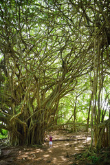 Male tourist admiring giant banyan tree on Hawaii. Branches and hanging roots of giant banyan tree on the Big Island of Hawaii
