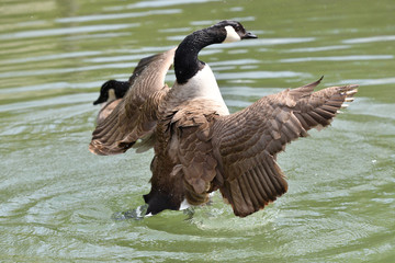 canada goose waving wings and swimming on the water lake