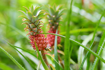 Fototapeta premium Beautiful dwarf pineapple in natural environment in Tropical Botanical Garden of the Big Island of Hawaii. Lush tropical vegetation of the islands of Hawaii