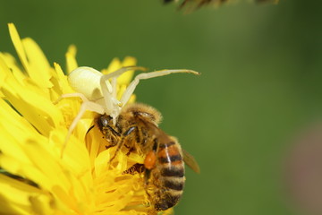 Spider with its prey, a bee