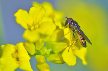insect collects nectar from flowers.