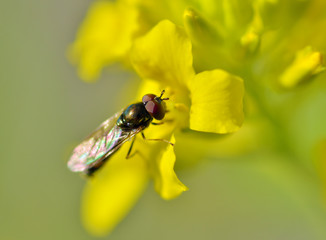 insect collects nectar from flowers.