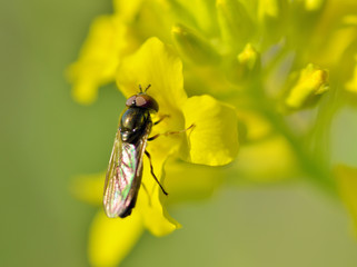 insect collects nectar from flowers.
