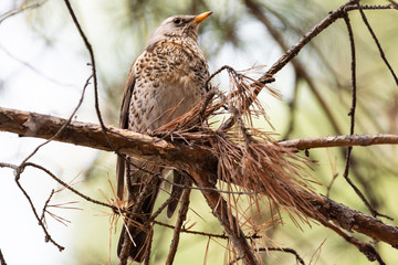 Fieldfare on a branch of a pine