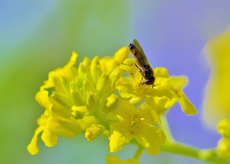insect collects nectar from flowers.