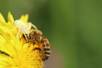 Spider with its prey, a bee