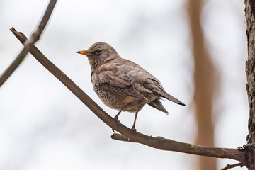 Fieldfare on a branch of a pine