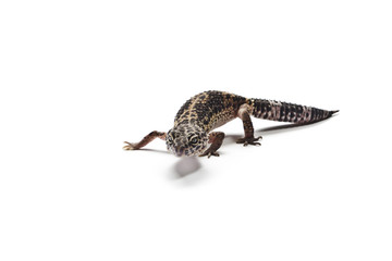 Naklejka premium Lizard. Leopard gecko