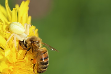 Spider with its prey, a bee