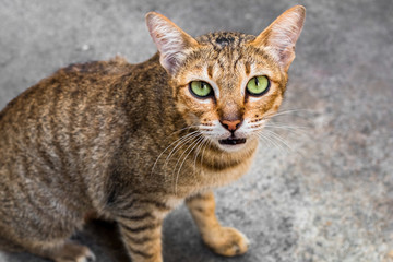 Portrait of brown eyed tabby cat isolated on background