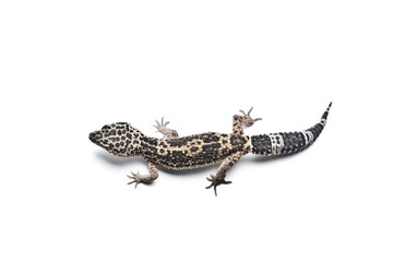 Naklejka premium Lizard. Leopard gecko