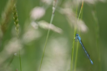 libelle