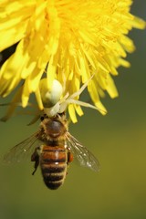Spider with its prey, a bee