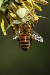 Spider with its prey, a bee