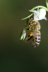 Spider with its prey, a bee