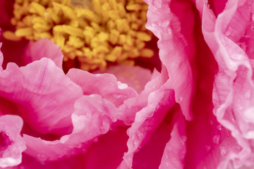 Dew on Chinese peony abstract background