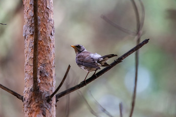 Fieldfare on a branch of a pine
