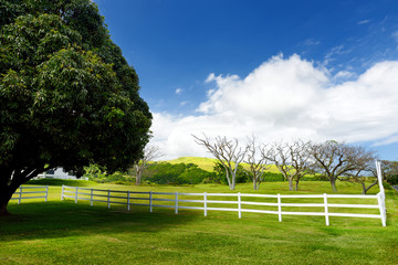 Giant mango tree near white fence. Beautiful landscape of south side of the Big Island of Hawaii