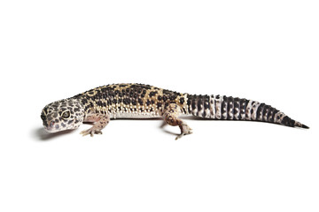 Naklejka premium Lizard. Leopard gecko