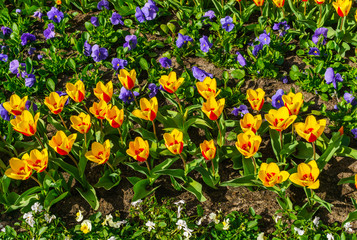 Beautiful spring , multi-colored tulips planted in the city park.