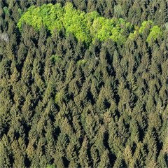 vue aérienne d'une forêt à Lalandelle dans l'Oise en France