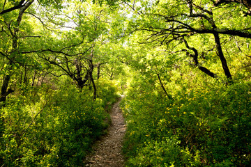 Obraz premium Wald bei Saou im Drome