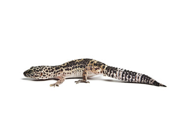 Lizard. Leopard gecko