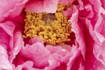 Chinese peony abstract