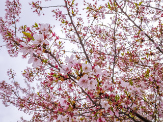 Obraz premium Beautiful cherry blossom sakura in spring time blur background.