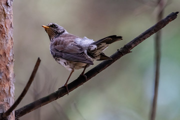 Fieldfare on a branch of a pine