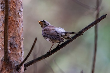 Fieldfare on a branch of a pine