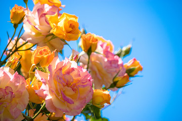 Fototapeta na wymiar orange roses in spring
