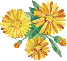 Calendula. Handmade watercolor drawing