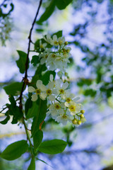 flowers of white fragrant cherry in the early spring in the forest.