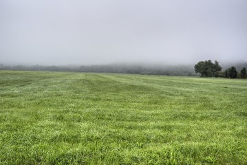 Fototapeta na wymiar Wiese mit Nebel an einem Sommermorgen