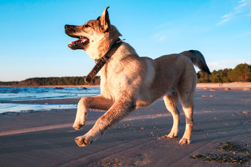 funny puppy Golden Retriever