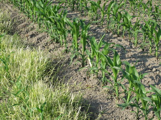 grano nel campo