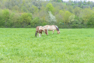 Two horses grazing on a grassland on spring day