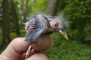Just banded young Nuthatch (Sitta europaea)