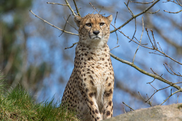 Cheetah sitting in front of tree branches