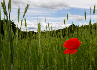 Papavero e spighe
