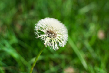 white dandelion flower